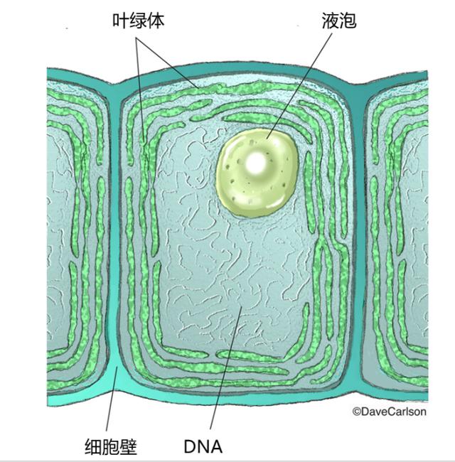 蓝藻布局图 图/davecarlson 有改动