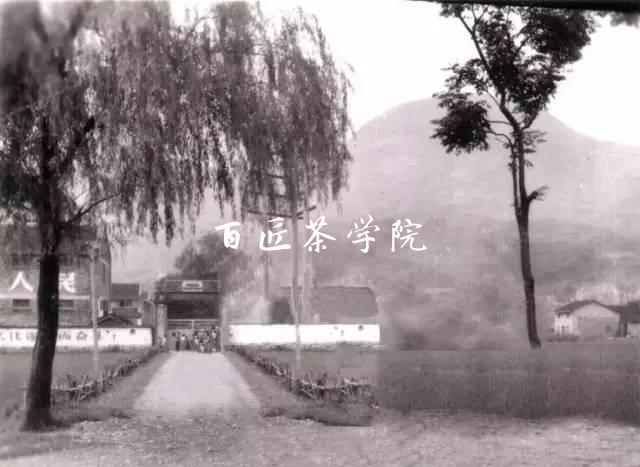 一方水土养一方人,福鼎老茶人带您看尽福鼎白茶的前世今生