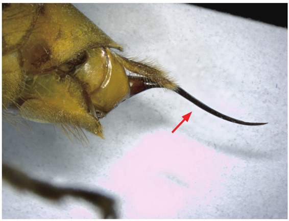 胡蜂的毒针(箭头所指)
