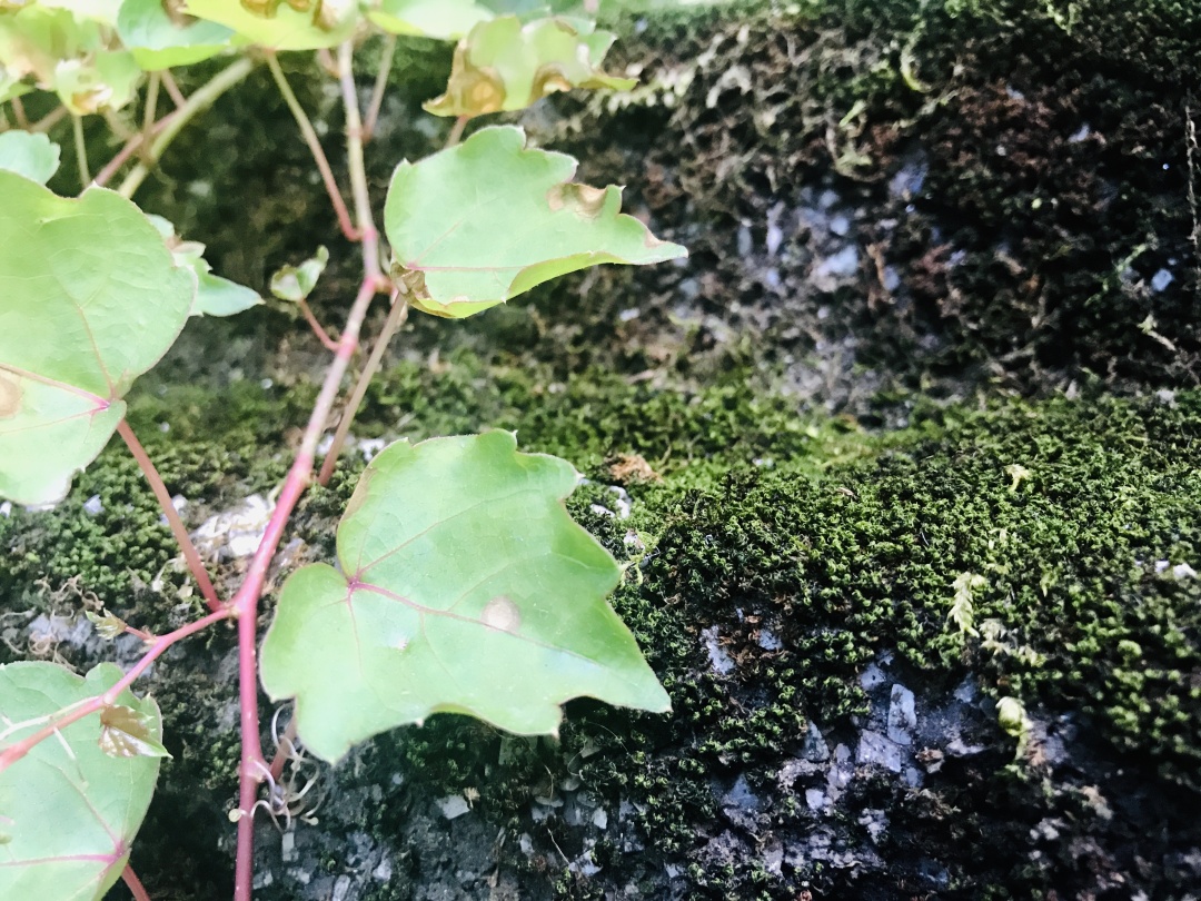 乱逛 中医药大学满墙的爬山虎，绿得很