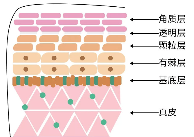 皮肤分为表皮层(表皮层又细分为5层)和真皮层,每一层要吃的东西都不一