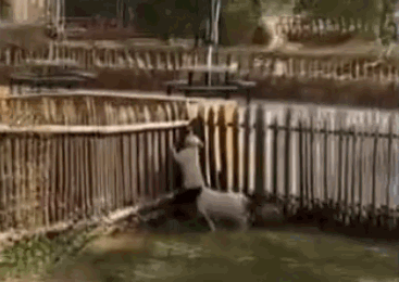 动物园把小香猪放入白狮群 狮子被吓到