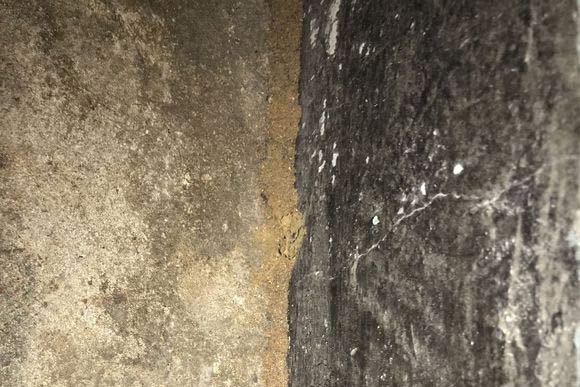 白蚁建立的蚁路