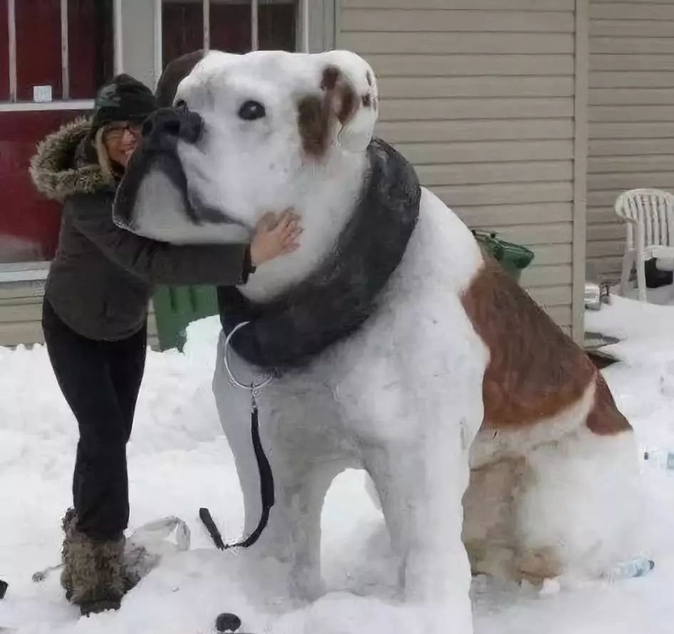 那就是雪狗!