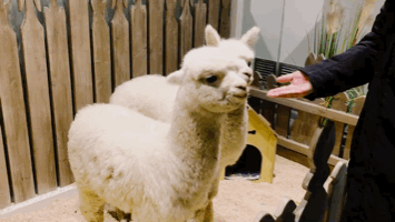 家居卖场开动物乐园,羊驼,土拨鼠等600只动物齐聚