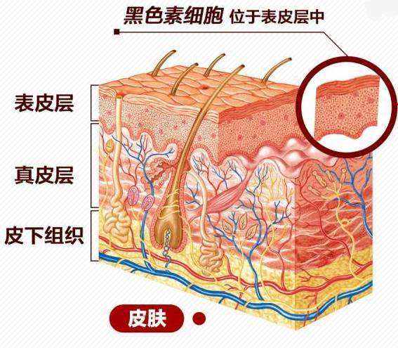 皮肤黑色素细胞主要分布在表皮基底层,另外,正常成人表皮黑色素细胞