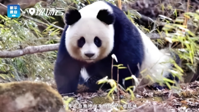 唐家河国家级自然保护区白熊坪保护站