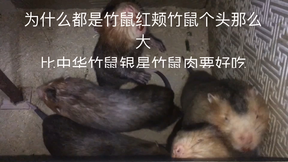 红颊竹鼠银星竹鼠中华竹鼠都跟熊猫一样吃竹子长大，但它们最后的待遇有什么不同