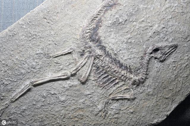 史前文明探秘:三叶虫上的鞋印