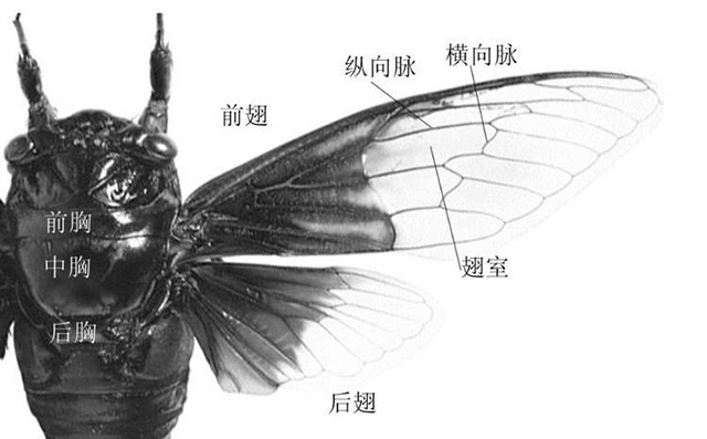 蟋蟀发声的声源是什么