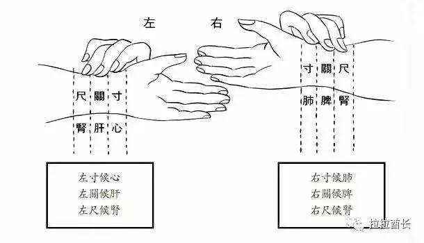 健康|中医脉诊的三部九候是什么意思?