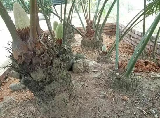 德保苏铁极危物种文山富宁有