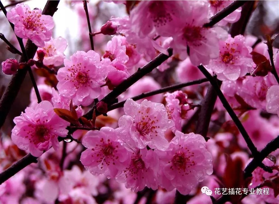 梅花(冬末春初开花)