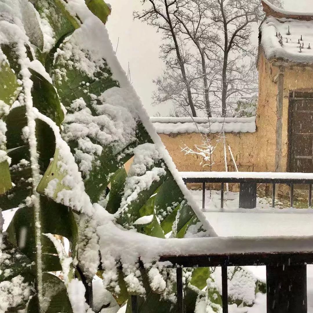 十二月 雪里芭蕉,还王维一个公道