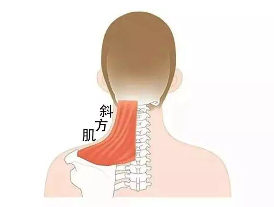 颈椎后部的肌肉解剖 - 中医针推外治版 - 爱爱医医学论坛