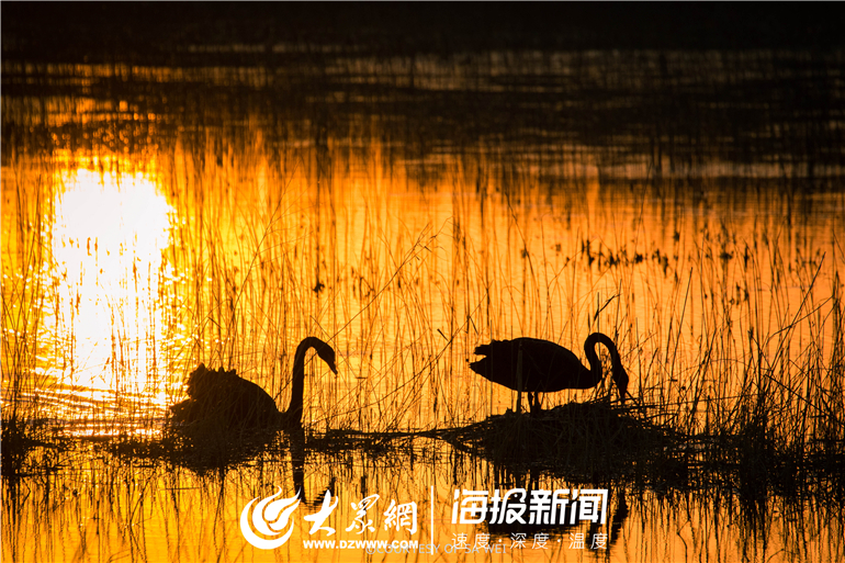 这就是山东|首现野生黑天鹅!齐河县黄河湿地迎大批候鸟越冬