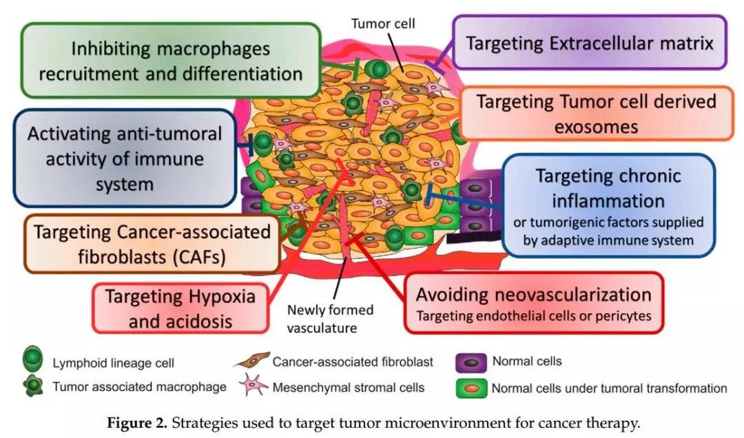 肿瘤微环境:魔鬼的庇护所