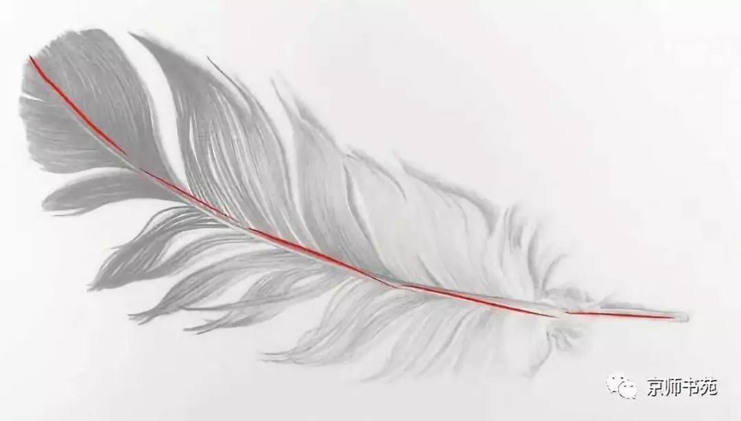素描羽毛的画法教程