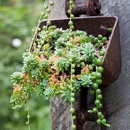 有一种小院设计,叫自己动手庭院DIY