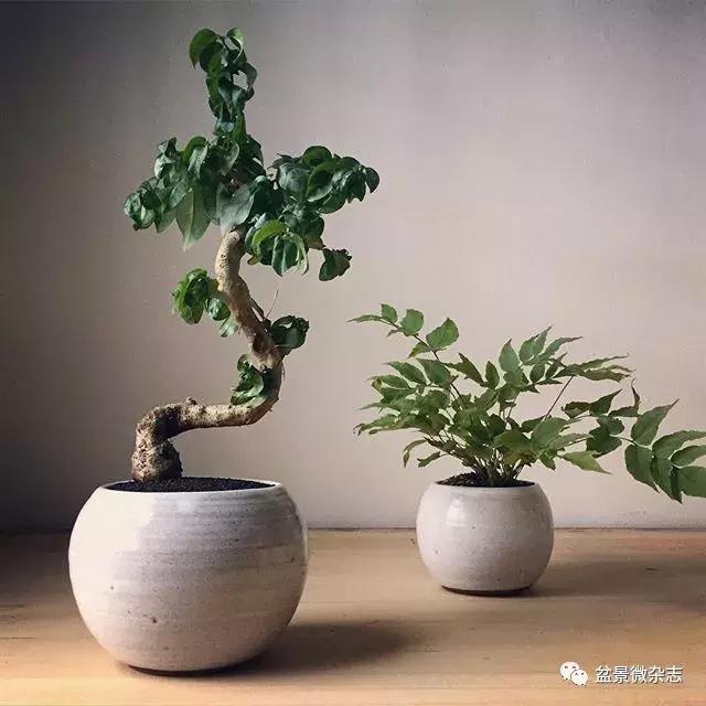盆景▪现代▪哲理:访纽约现代盆景造型师
