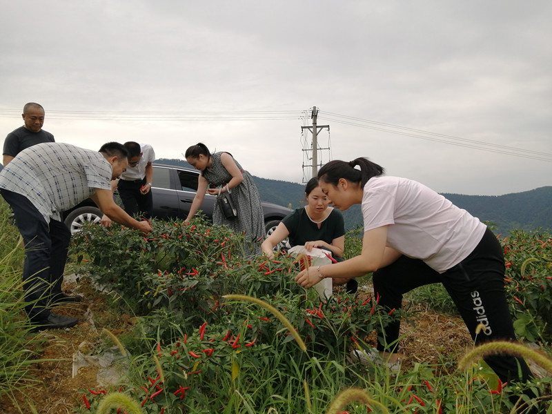 四川叙永:我为落卜镇红星村"代言"_大风号_凤凰网