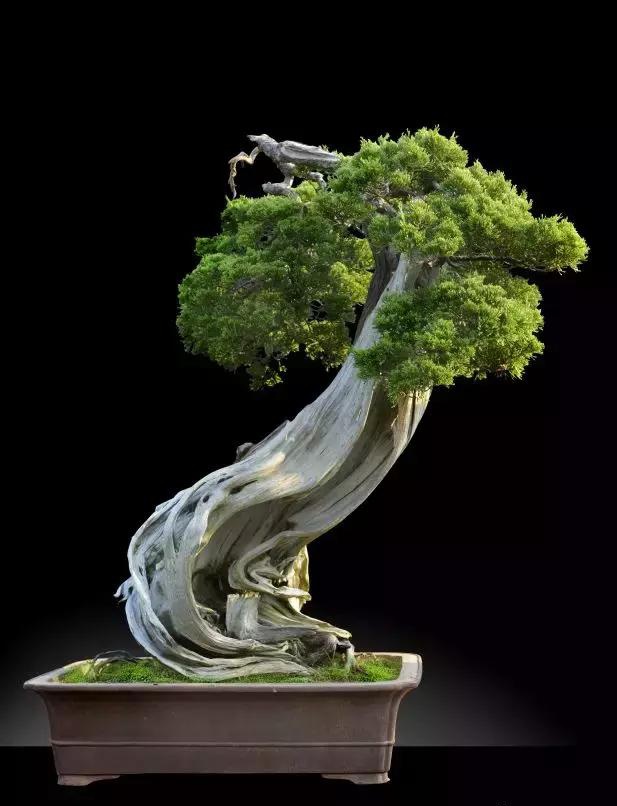 关于柏树的品种—兼谈日本盆景的"真柏观"