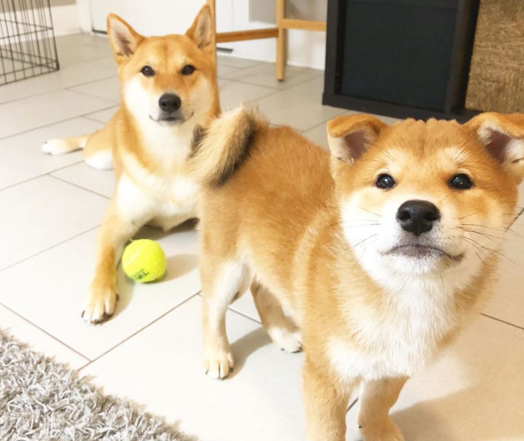 柴犬的服从性训练__凤凰网