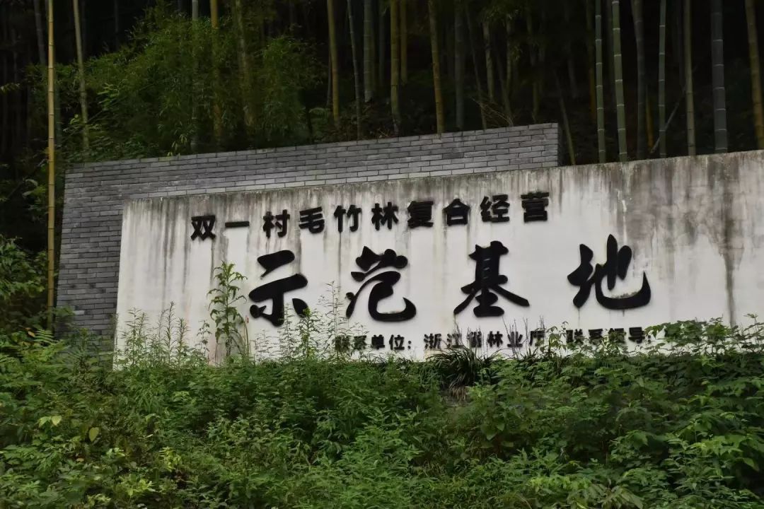 转而在荒山上走出以白茶,毛竹为特色的生态之路,金山银山自此而来.