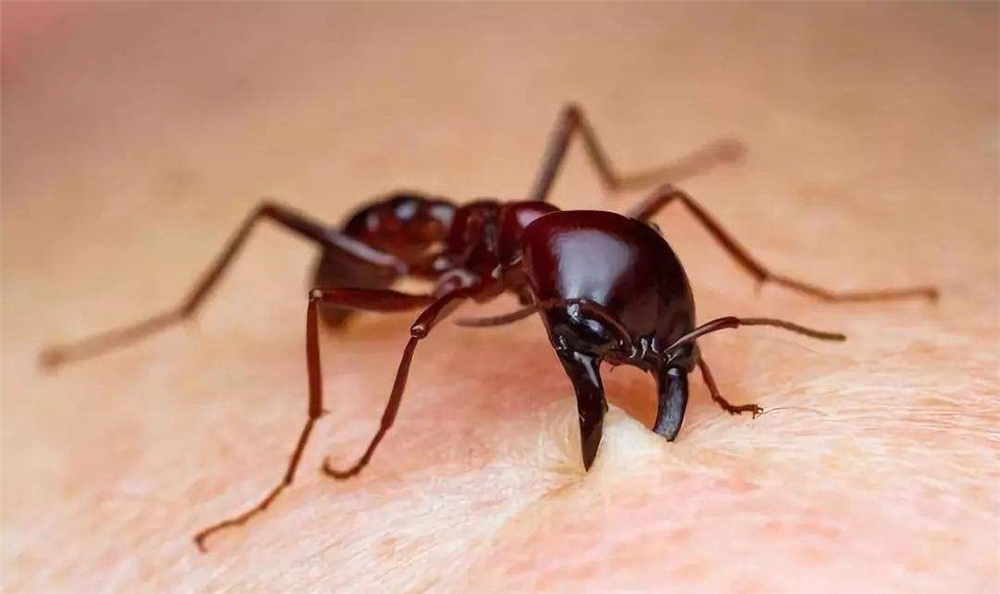 亚马孙有种神秘蚂蚁,睡觉拥在一块成蚁团,遇沟则咬一起搭成蚁桥