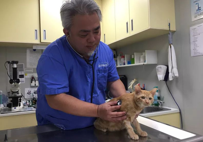 猫博士访谈我爱猫到骨髓但人让我害怕