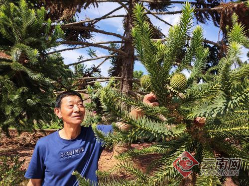 北半球唯一连片种植昆明安宁八街千余棵巴拉那松生长茁壮