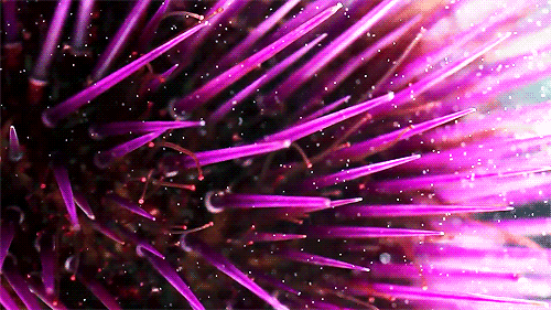 500_281gif 动态图 动图