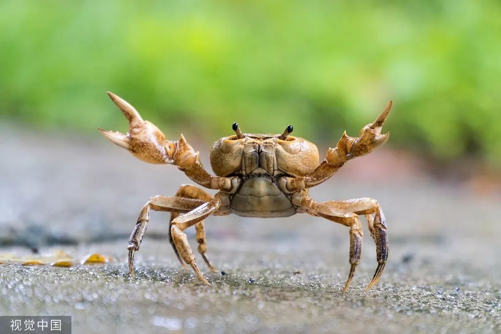 因为"当螃蟹垂死或已死时, 体内会产生一种 有毒物质——  组胺.