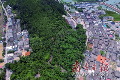 被森林包围的横沥镇墨园村.南方日报记者 王昌辉 摄