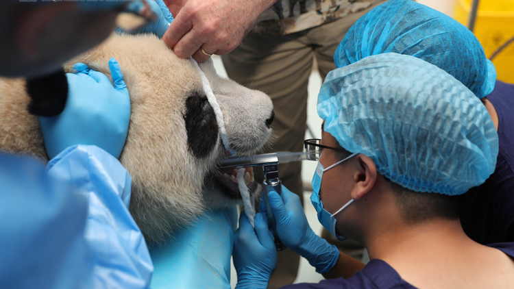 围观大熊猫补牙 大熊猫健齿行动有效开展