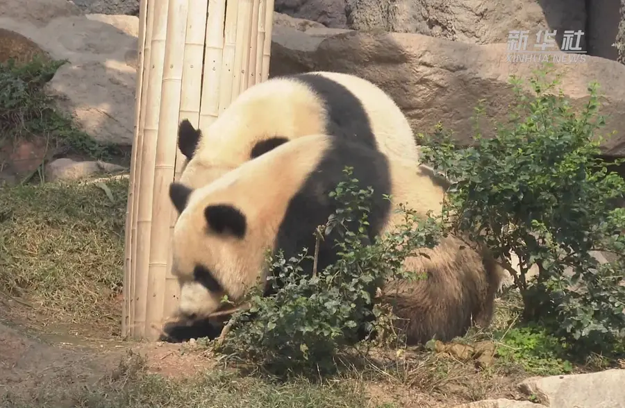 开心的日子——澳门大熊猫饲养员的日常