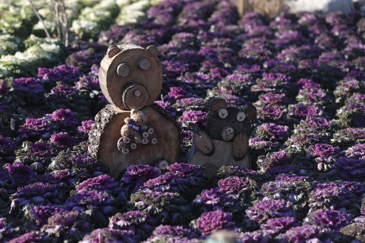 3万株羽衣甘蓝成花海 玉渊潭公园开启冬季赏花模式