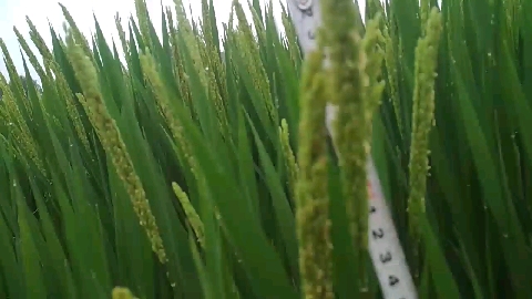 南梗5055水稻覆膜穴直播，对产量预估