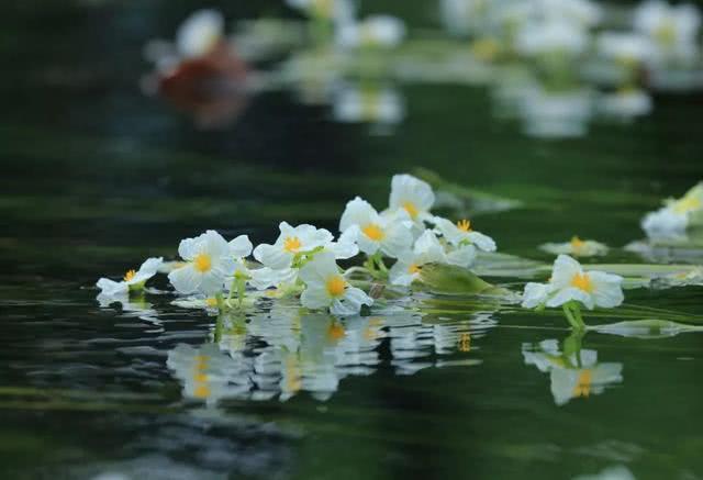 云南人用鲜花做成美食菜，好看又好吃