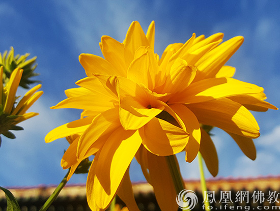 心累是因为放不下 静默淡然随遇而安