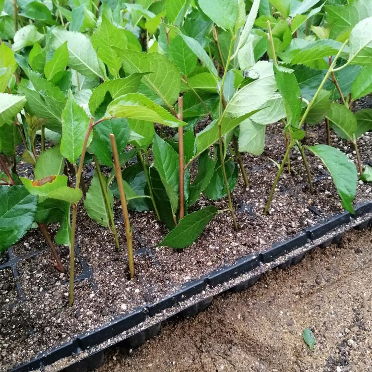 大樱桃苗进入矮化密植的时代吉塞拉矮化砧木发挥了重要作用
