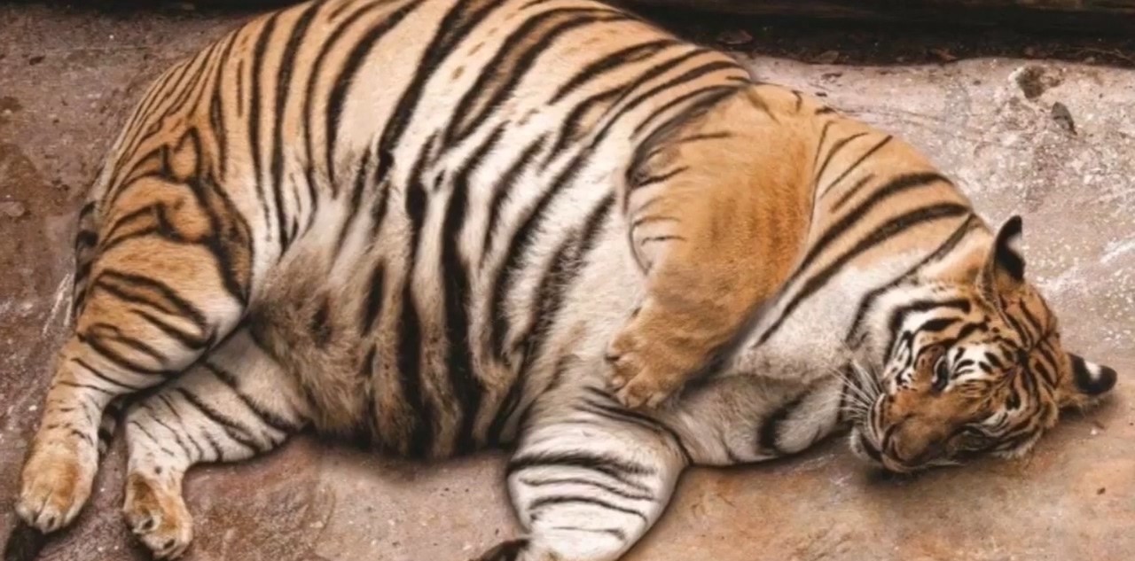 俗话说老虎不发威就当我是病猫,可见老虎在大家的心目中还是很凶猛