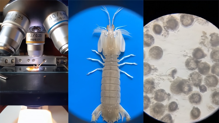 惊！田螺在显微镜下放大200倍 你将看到这些