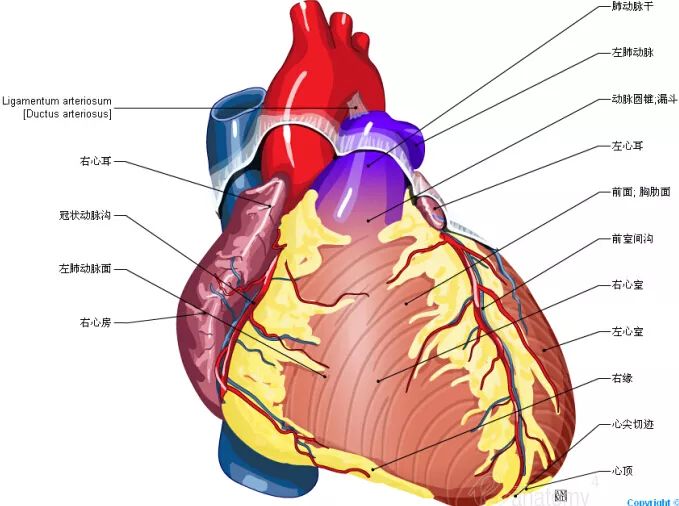 原来心脏长这个样子