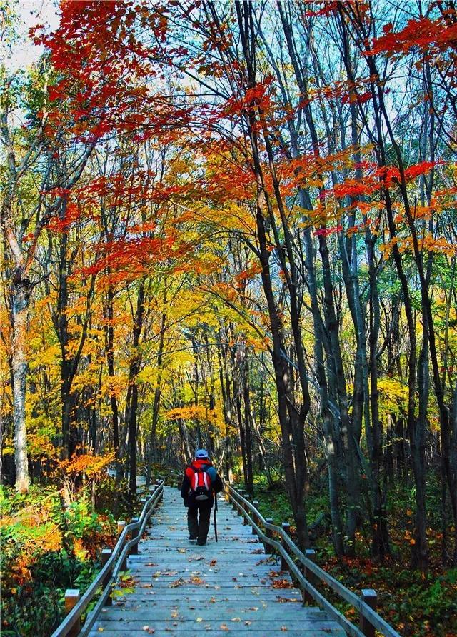 d4:紫花岭风景区——皇顶山森林公园 d1:中华寺——高湾善缘寺 d2:高