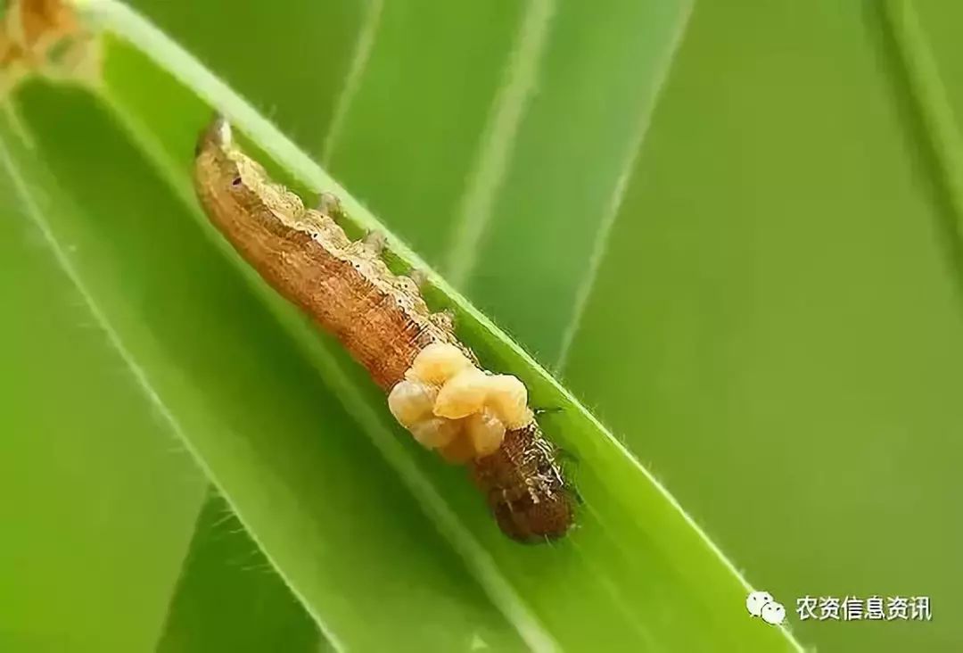 天敌昆虫的利用