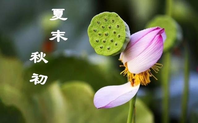 夏末秋初,吃"素三宝",饮"药三茶",护好"三气",安度秋冬