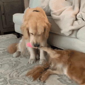 狗子发现鸡腿就开啃兄弟回头一看放开我的脚