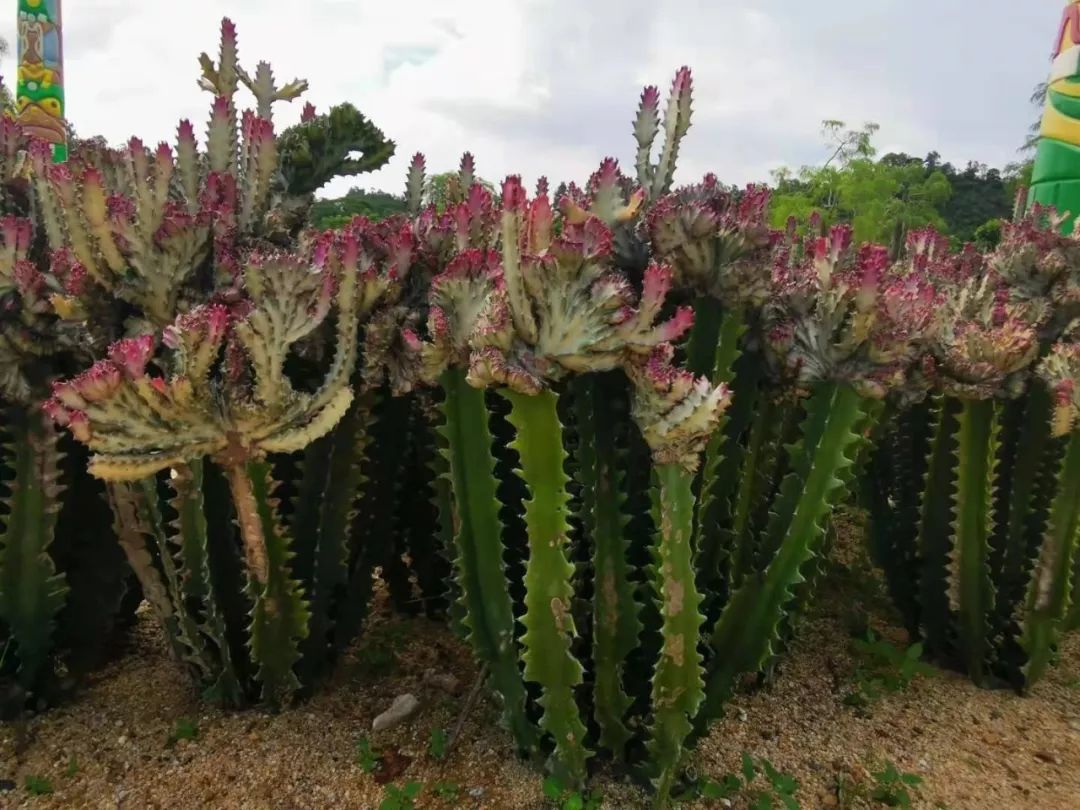 家里养几棵大叶子的虎刺梅,开花极少,嫁接到霸王鞭上花开不断