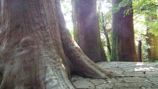农村一棵千年古树,距今有1386年,清代光绪年间曾立过碑